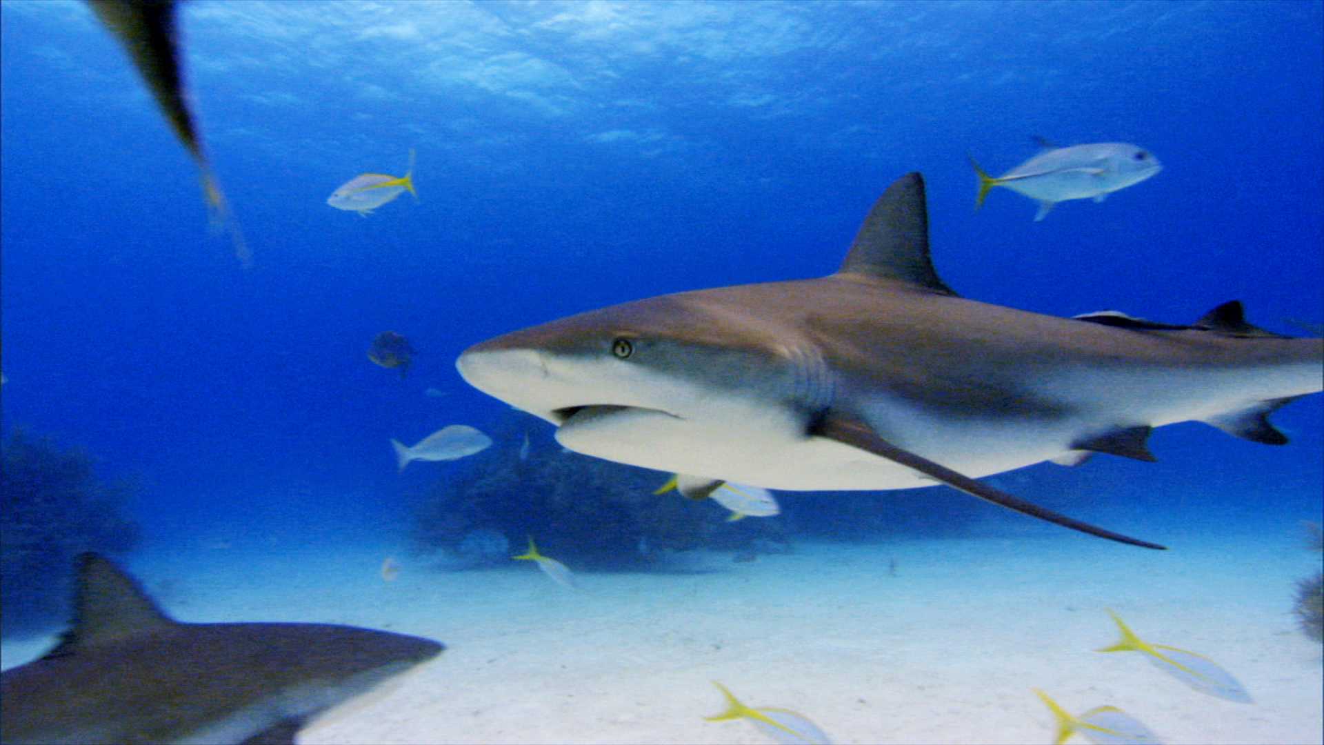 http://www.omega3-ala.com/pics/default/download/9491657759d99668109cb98ebc26c8c7.jpg