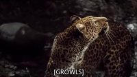 人猿泰山黑豹捕殺黑猩猩