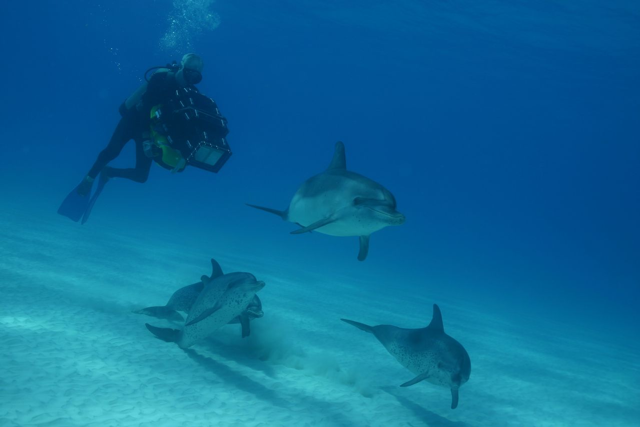 http://www.omega3-ala.com/pics/default/download/9781163a89cba81b313b89fb5125f14b.jpg
