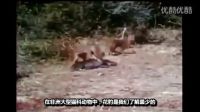 豺狗想偷花豹食物，一不留神被花豹瞬間秒殺