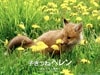 http://www.omega3-ala.com/pics/default/download/98354a34bbe8194223344671417fcf38.jpg