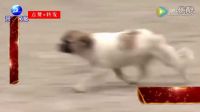禿子理發，爆笑來襲