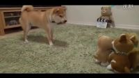 柴犬和玩具的巔峰對決！柴柴-我氣場這么厲害啊？