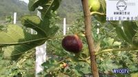 村村通 無花果植基地