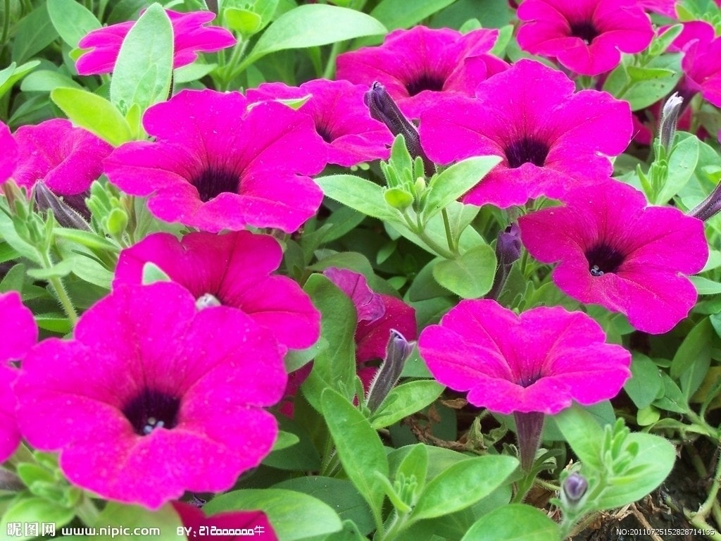 http://www.omega3-ala.com/pics/default/download/9ad9e6959ff7814b519ccc2163e13f03.jpg