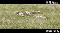 電影元素 《狼圖騰》人如何誘捕狼