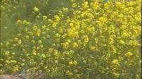 青海花兒《好心腸》-張存秀&索南孫斌_標(biāo)清
