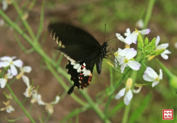 http://www.omega3-ala.com/pics/default/download/a1bf84f250d277776f423bc27e52e6e0.jpg
