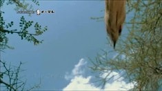 電視版宣傳片