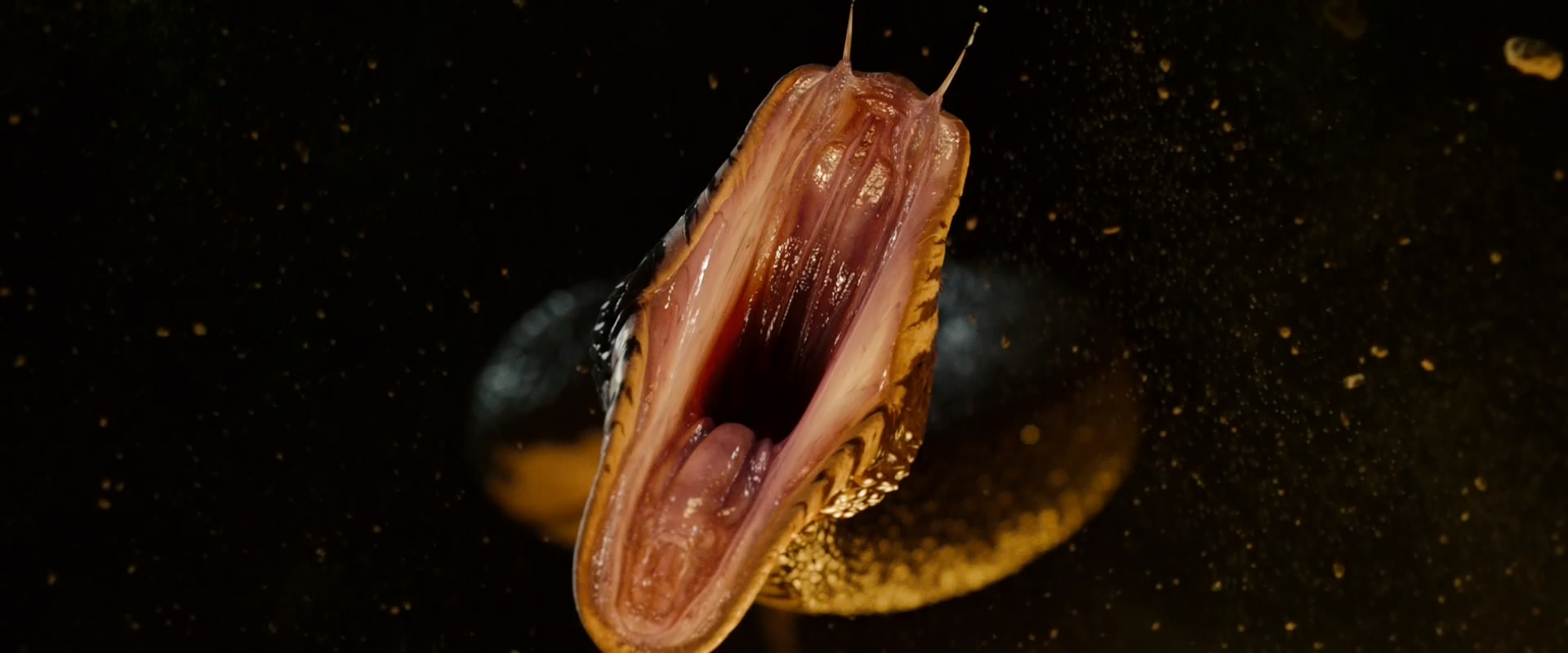 http://www.omega3-ala.com/pics/default/download/a8795c48850d26737d9b1af664ef24a6.jpg