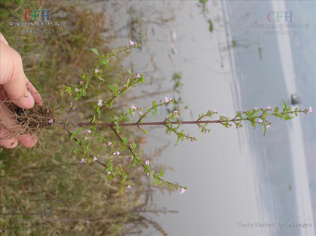 http://www.omega3-ala.com/pics/default/download/a8c52c9c5fad8309e5d2a6f01423d9dc.jpg
