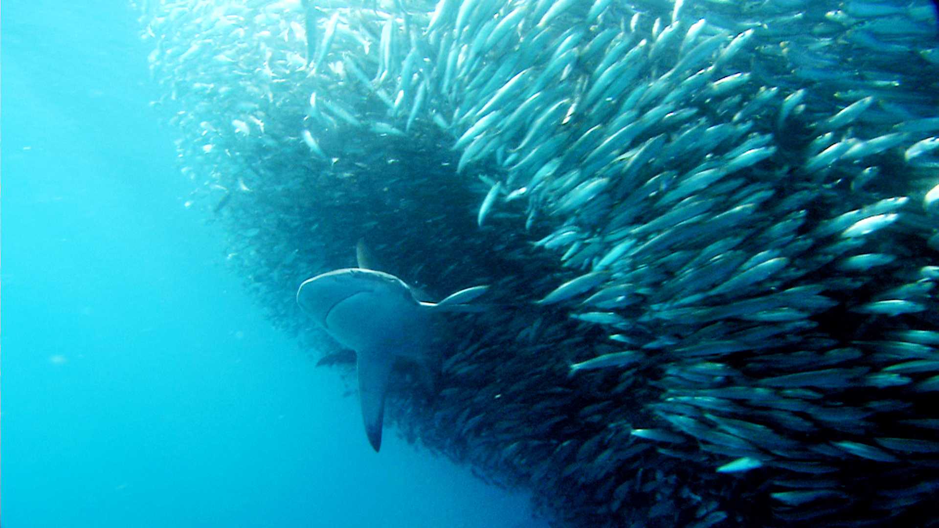 http://www.omega3-ala.com/pics/default/download/a9734e60c2e294bbb25078da5d24c734.jpg