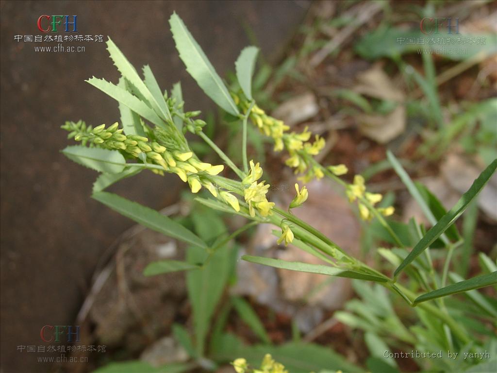 http://www.omega3-ala.com/pics/default/download/aadde0fc16ce1791aca4e879a0d66dd7.jpg