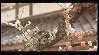 中華大丈夫 01日本風(fēng)格 [SplitIt]