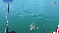 海竿釣魚視頻高清夏季釣魚技巧釣魚海竿怎么用