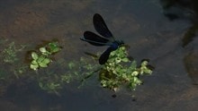 http://www.omega3-ala.com/pics/default/download/b1db851ced5a02f21cfe6989b4fa3444.jpg