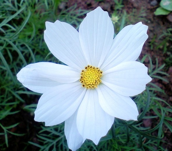 http://www.omega3-ala.com/pics/default/download/b2f77c66d98e016cc9c93873378cec06.jpg