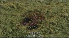 預告片
