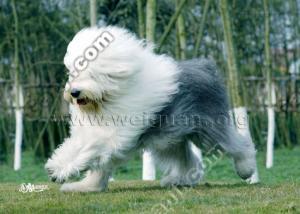 http://www.omega3-ala.com/pics/default/download/b496321c651cfbf3ef3574d89aaeaba3.jpg