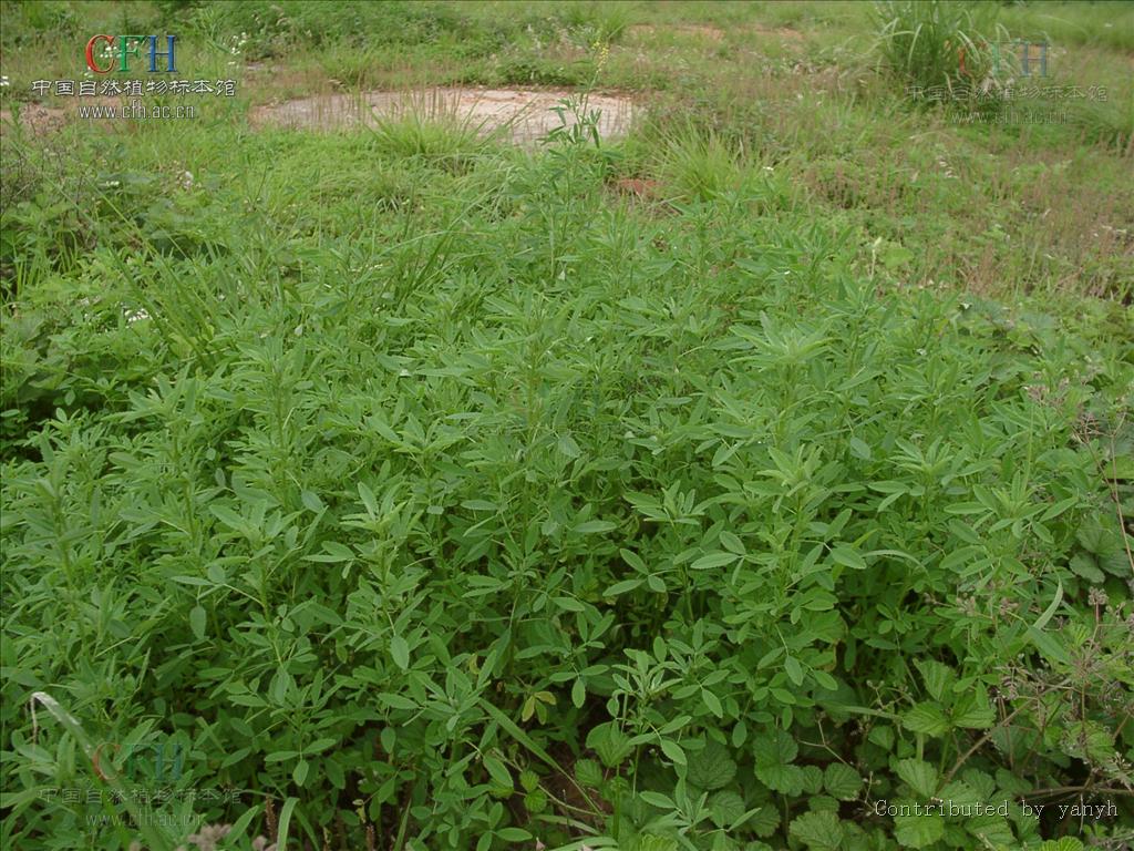 http://www.omega3-ala.com/pics/default/download/b78d07a37f350a884ee1c2fe13a93089.jpg