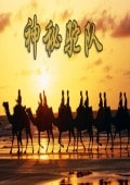 神秘駝隊(duì)