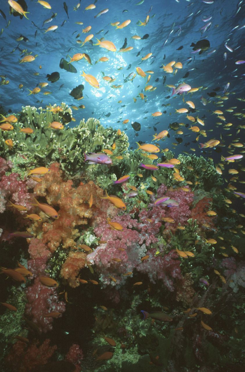 http://www.omega3-ala.com/pics/default/download/b881ac83a468624e555660c5bdc475bd.jpg