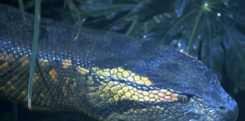 http://www.omega3-ala.com/pics/default/download/b8acd6cc5d915f1cdfdcca8f4b9ea650.jpg