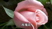 杜軍影視 玫瑰花開