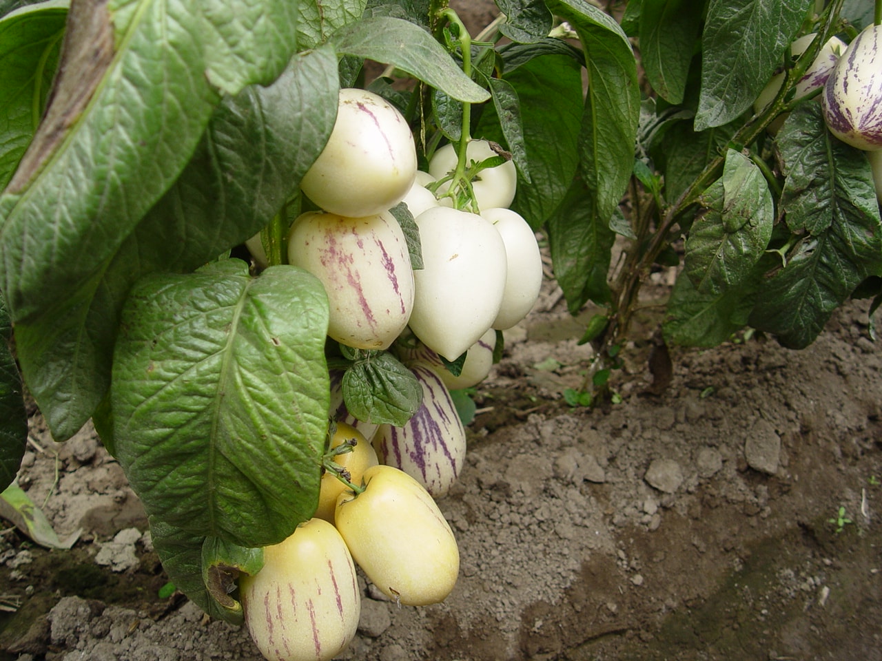 http://www.omega3-ala.com/pics/default/download/bf0ebe2450c2a33d70b4042ffd0c88ab.jpg