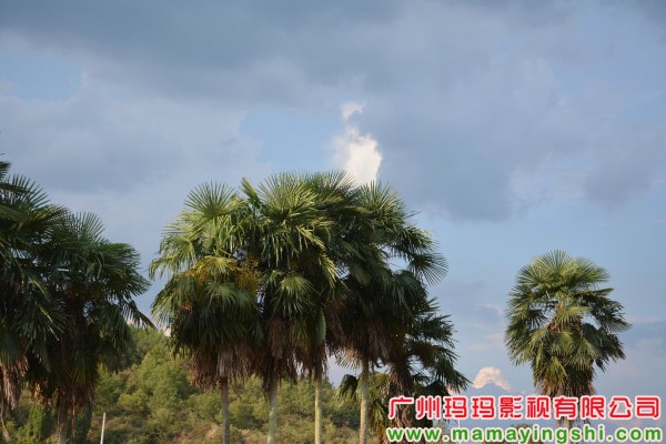 http://www.omega3-ala.com/pics/default/download/bf626989fdbfd63a1b33de70eb4d58a4.jpg