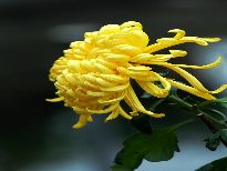 http://www.omega3-ala.com/pics/default/download/c17b22c12a0d4d783ef261986564a680.jpg