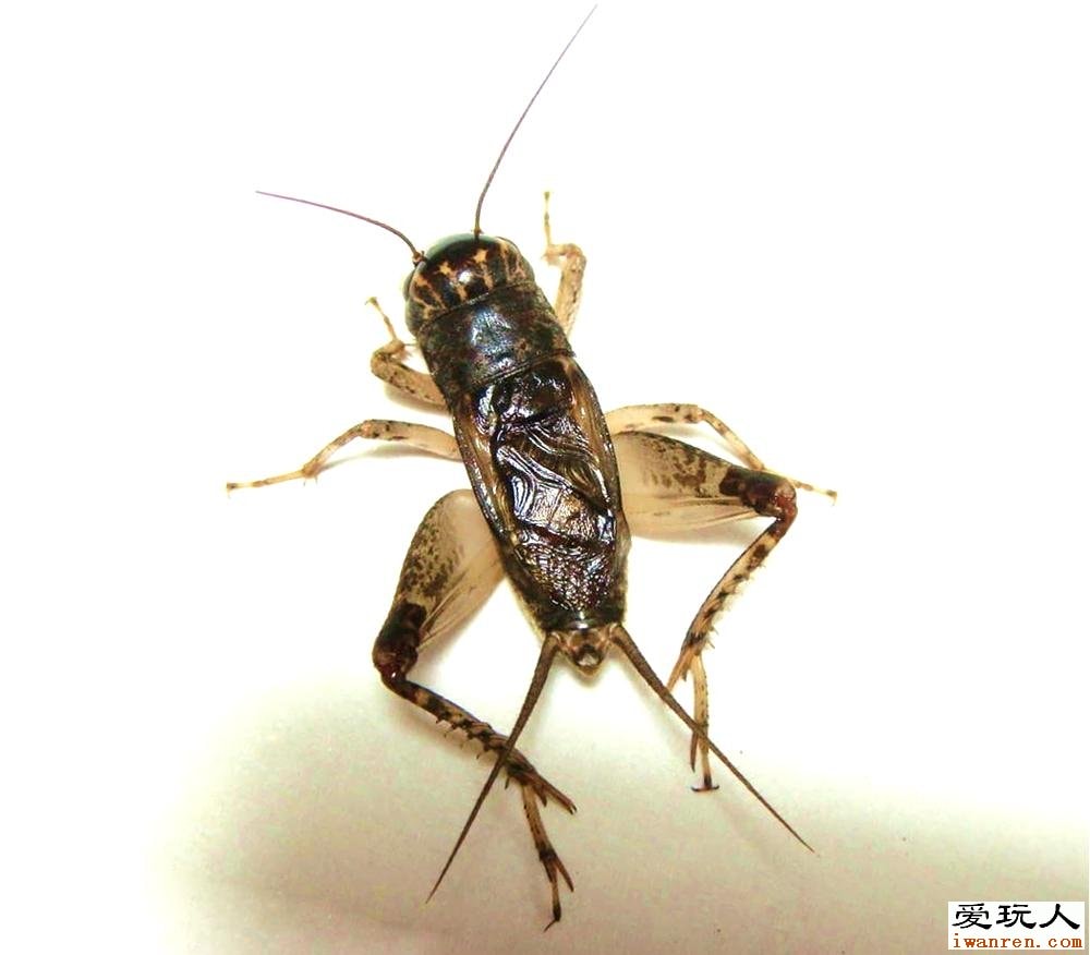 http://www.omega3-ala.com/pics/default/download/c2e88aa31aa4a61c6d0fa256f9e9d554.jpg