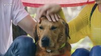 神犬小七第二季宣傳片