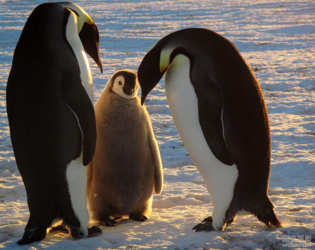 March of the Penguins 大眾影評網《帝企鵝日記》劇照