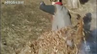 草上飛