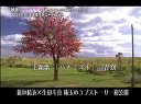 花水木預告 新垣結衣 生田斗真 最新純愛電影