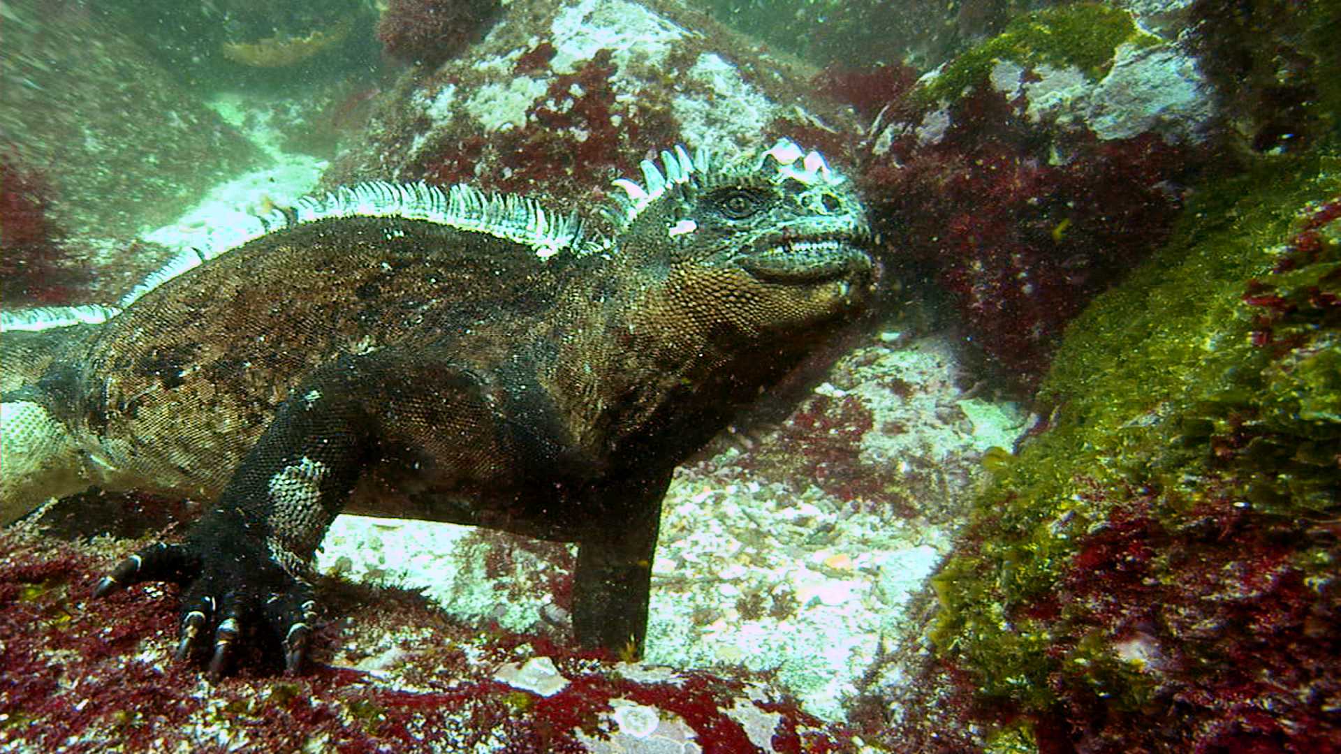 http://www.omega3-ala.com/pics/default/download/ca50d04b3afdc45daf6e17e0c4b74944.jpg