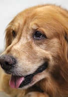 金毛犬