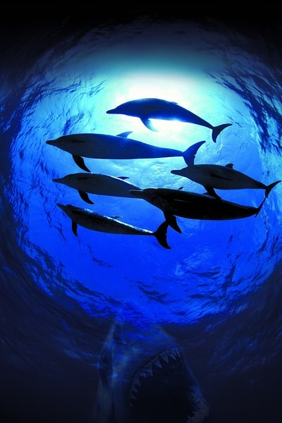 http://www.omega3-ala.com/pics/default/download/ccd503c5bc29f6dfffb44ef71d145c0a.jpg