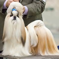 西施犬?