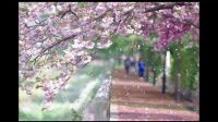 無花果    無果花