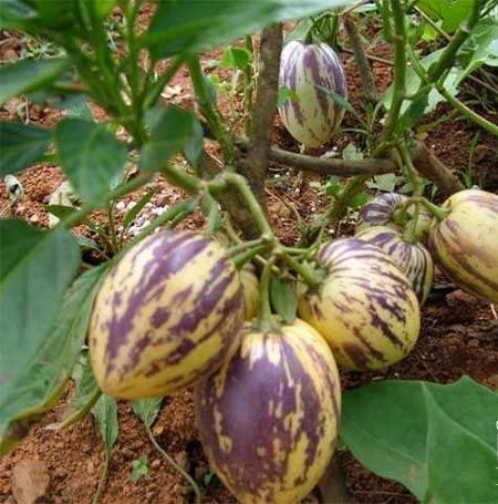 http://www.omega3-ala.com/pics/default/download/d39b93410e7fa45629301488a73592b5.jpg