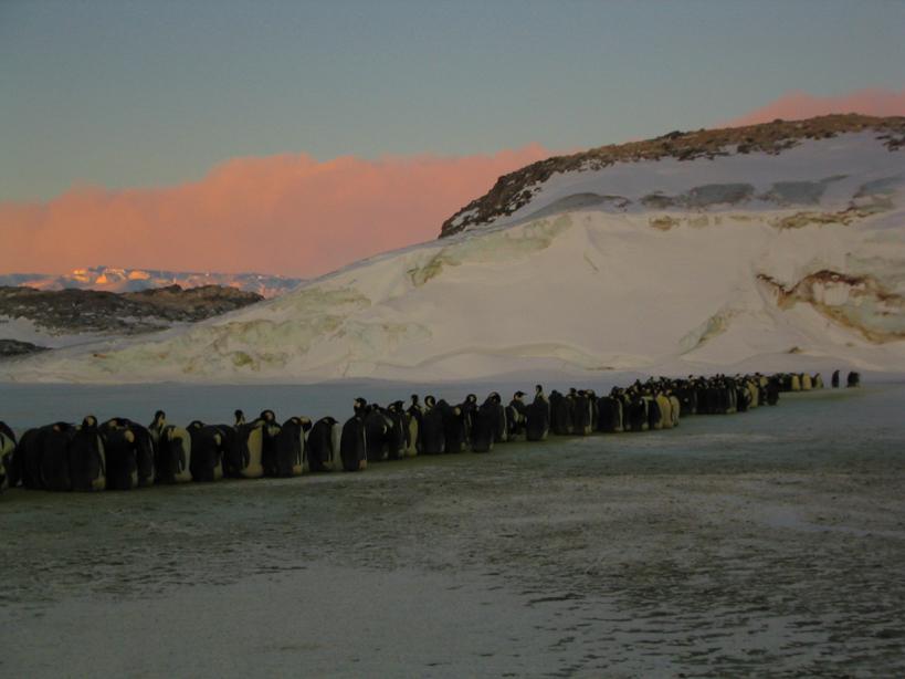 March of the Penguins 精彩圖冊