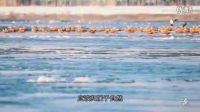 鳥人松花江畔癡守20年 心中有愛才能飛翔 27_標清