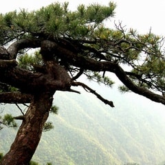 龍松