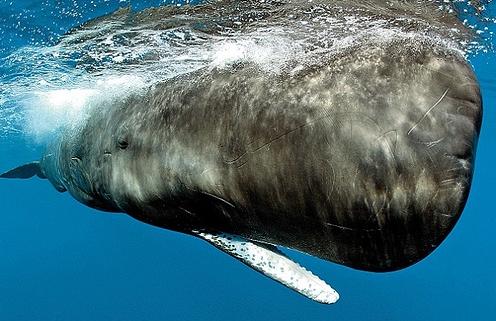http://www.omega3-ala.com/pics/default/download/d76b410f1ee8ff2f0a01e70dc2464b91.jpg
