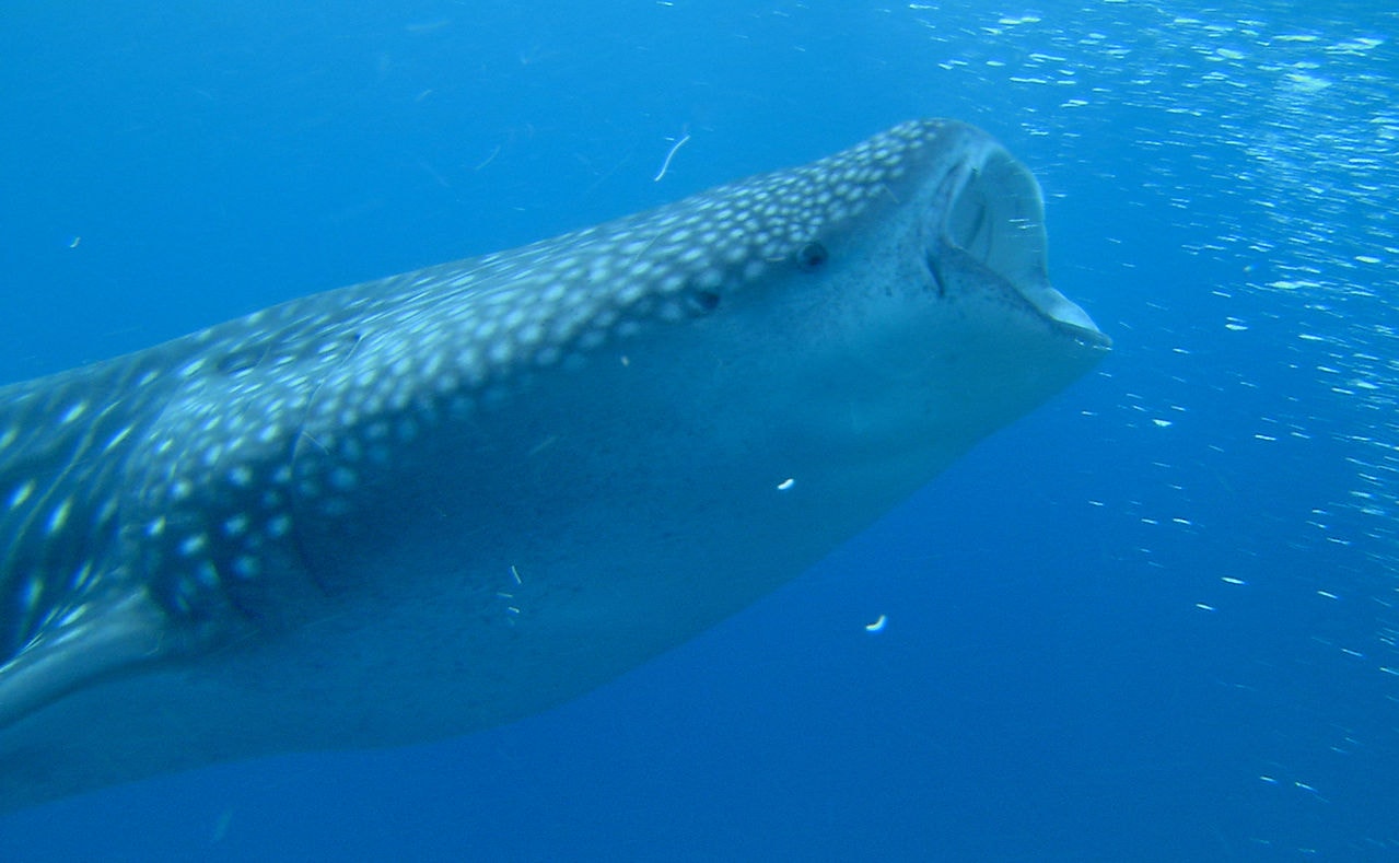 http://www.omega3-ala.com/pics/default/download/d7a832f379384f1b80de0180832a181f.jpg