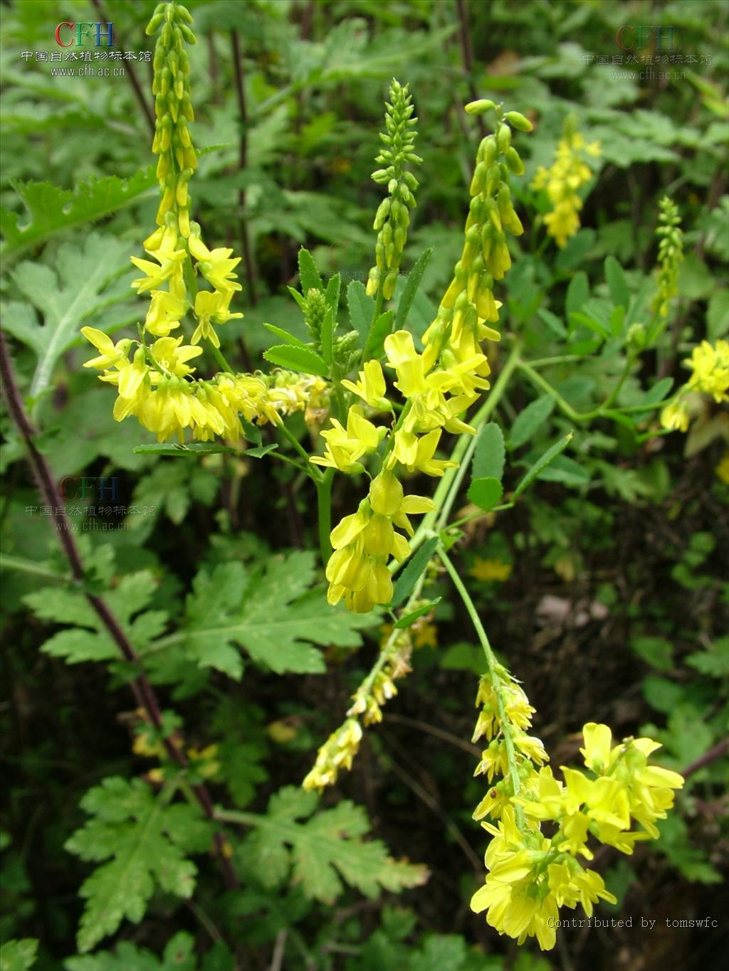 http://www.omega3-ala.com/pics/default/download/d8cb63bfa1b9554bd8ca2a58000a82a7.jpg