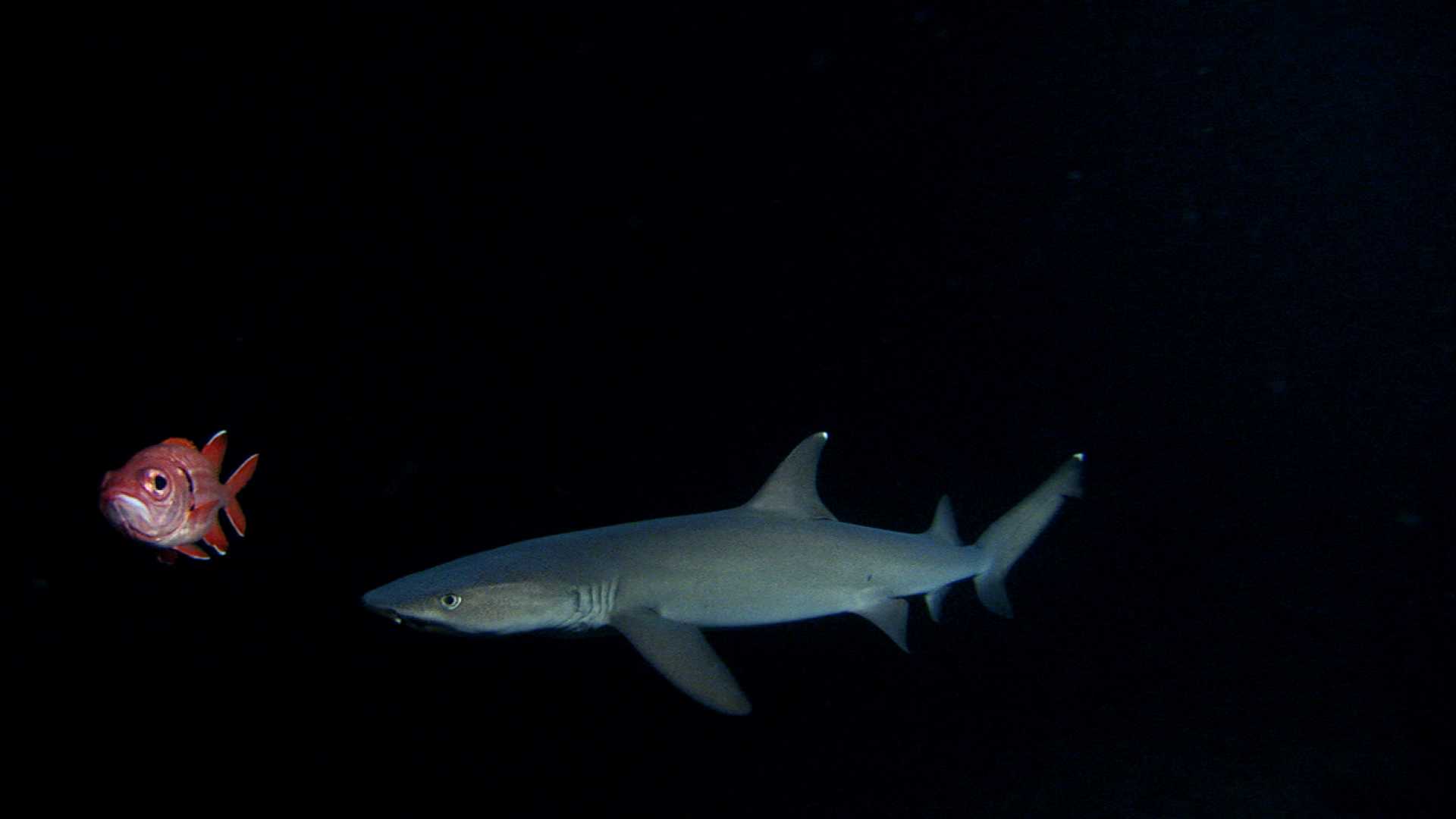 http://www.omega3-ala.com/pics/default/download/d97a18f06d43fc7cb1259ef4f6224d58.jpg