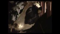 農(nóng)作物秸稈處理難再凸顯 秸稈飼料化好出路